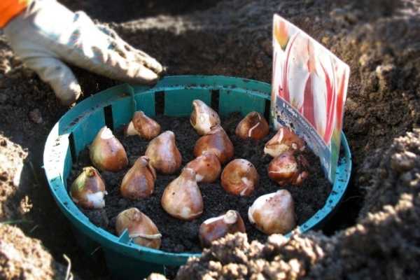 Когда сажать тюльпаны в открытый грунт осенью и как сделать это правильно