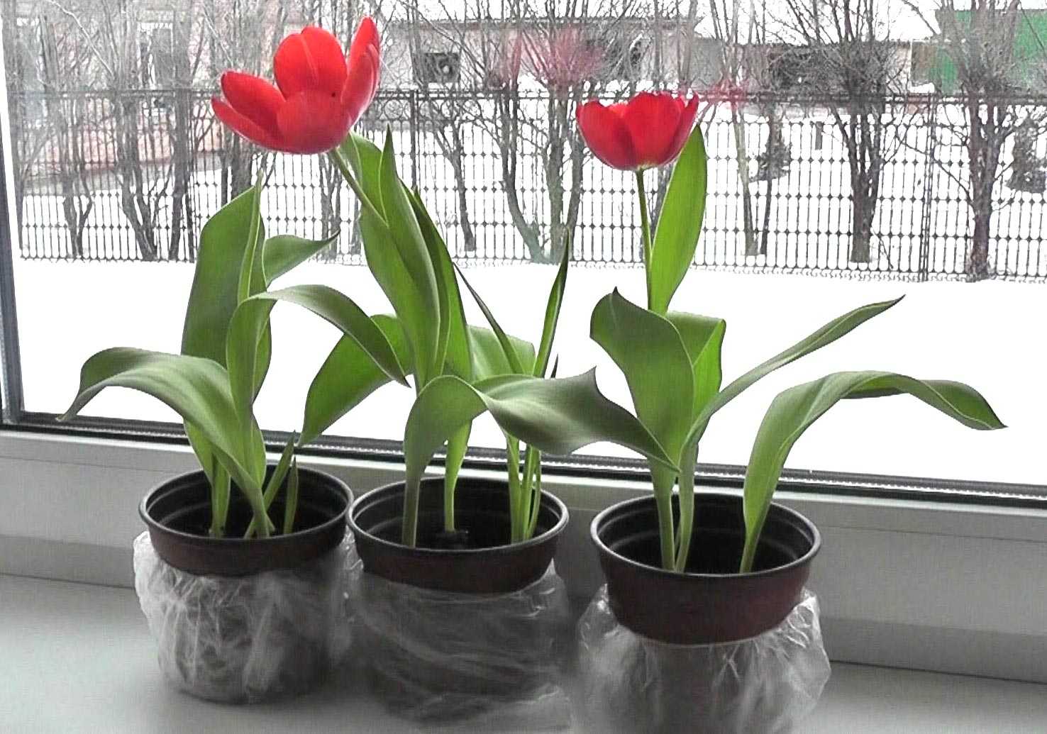 Как вырастить тюльпаны дома в воде?