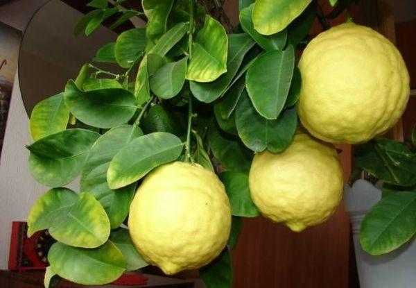 Как пересадить лимон — 115 фото и видео пересадки лимона в теплицах и в открытом грунте