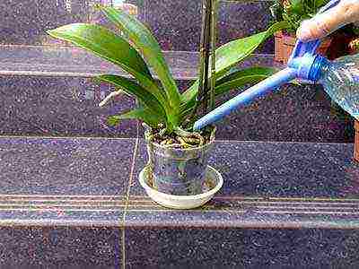 Как пересадить орхидею? 24 фото как правильно пересаживать цветущее растение в домашних условиях? пошаговая пересадка орхидеи в новый горшок после покупки