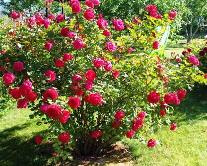 Выращивание парковых роз: как посадить и ухаживать в открытом грунте для новичков