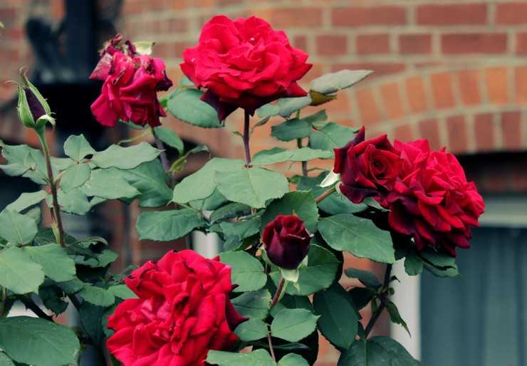 Обрезка роз весной для начинающих от «а» до «я» | садоводство и огородничество