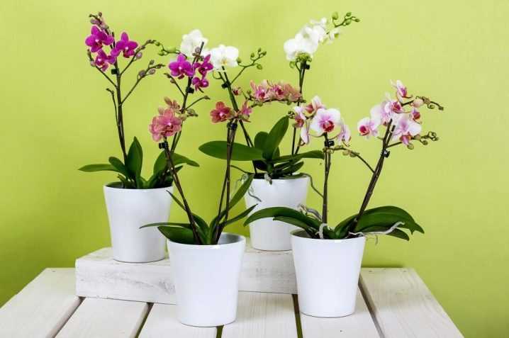 Как отсадить детку орхидеи – от цветоноса в домашних условиях