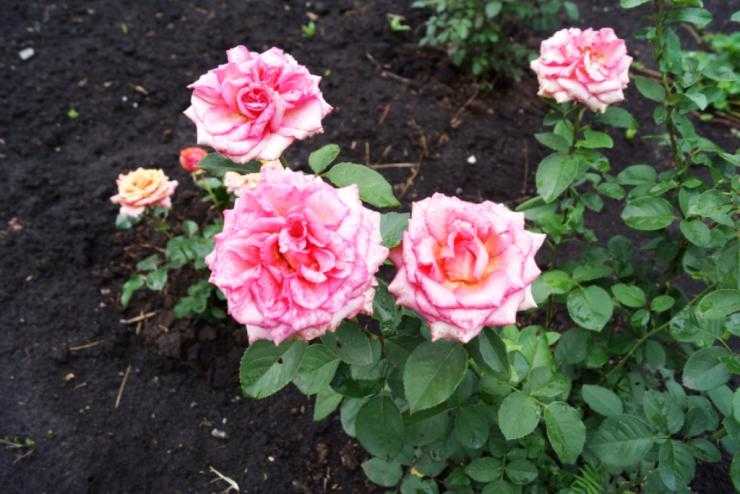 Какие многолетние цветы нужно укрывать на зиму - как защитить розы, луковичные и корневищные сорта