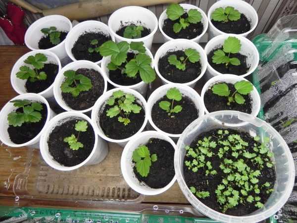 Как вырастить гортензию из семян - theflowers