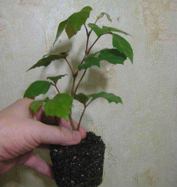 Березка - комнатное растение роициссус: уход и размножение. выращивание в домашних условиях