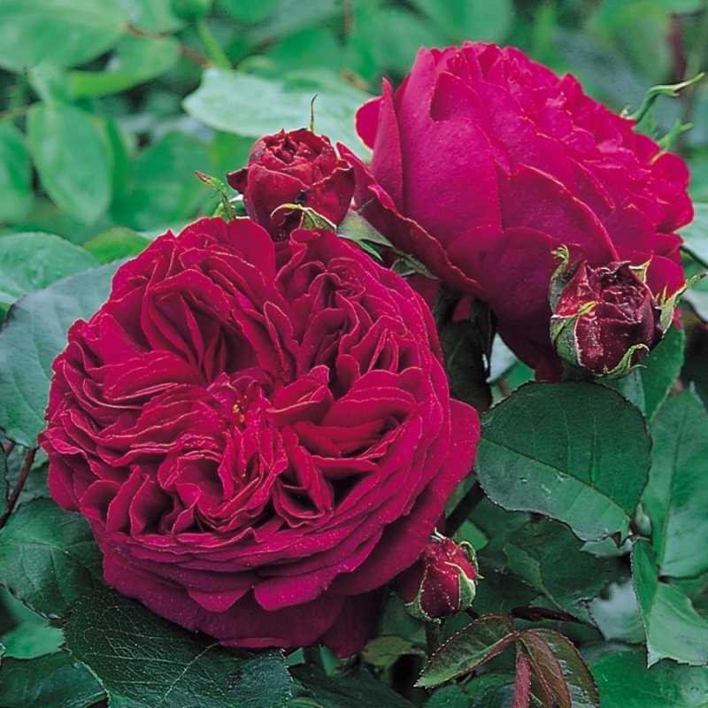 Розы остина: лучшие сорта для подмосковья