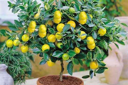 Как отличить лимон от апельсина. ошибки при выращивании цитрусовых (лимон, мандарин). | здоровое питание