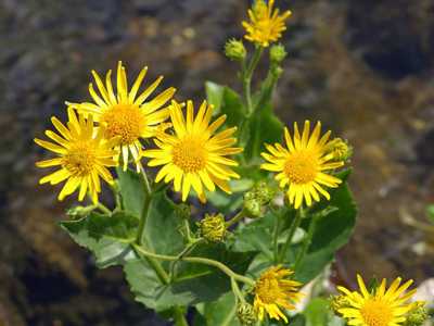 Желтые ромашки — многолетние цветы