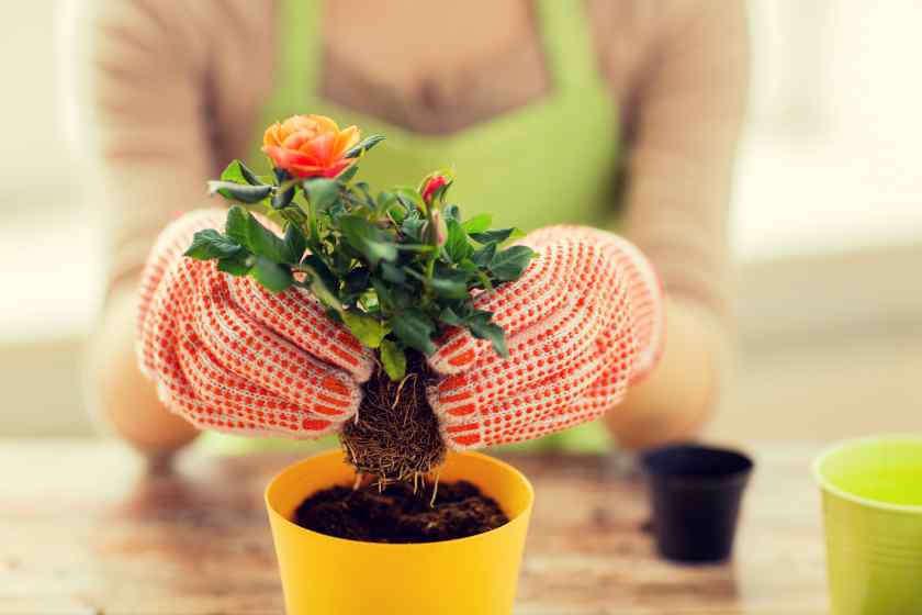Пересадка комнатных растений — главные правила