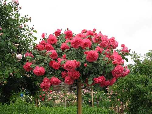 О плетистой розе розариум ютерсен (uetersen rosarium): описание, посадка и уход