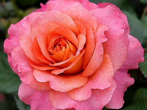 Чайно-гибридная роза августа луиза: описание сорта, фото, отзывы о выращивании