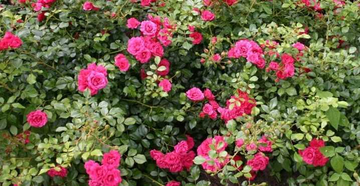 О розе super dorothy: описание и характеристики сорта плетистой розы