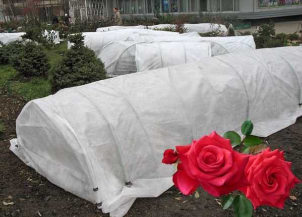 Как обрезать и укрыть розы на зиму в сибири