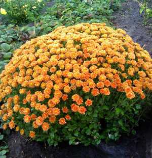 Хризантемы: лучшие сорта, выращивание, посадка и уход