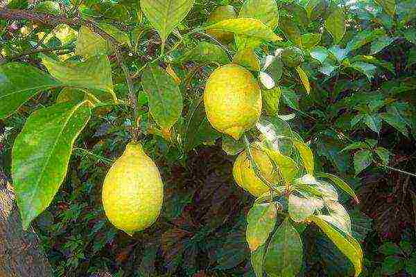 Характеристика лимона павловского