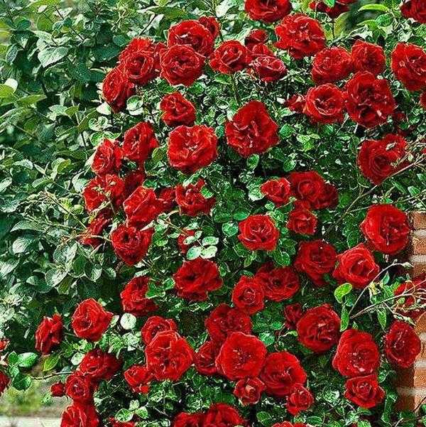Описание английской кустовой розы сорта джульетта от селекционера дэвида остина