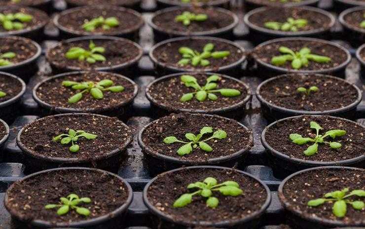 Как вырастить хорошую рассаду цветов астры из семян в домашних условиях