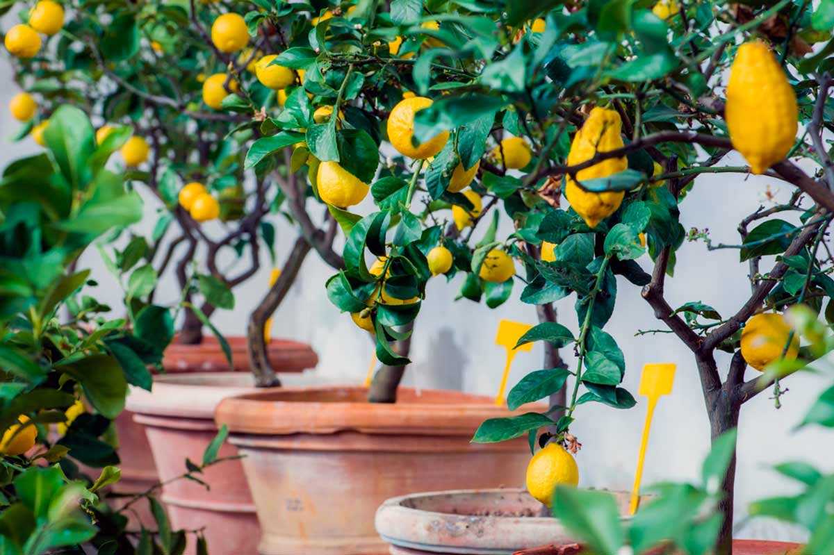 Как вырастить дома лимон из косточки