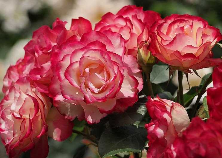 Описание розы кроун принцесса маргарет: что это за английский парковый сорт, уход