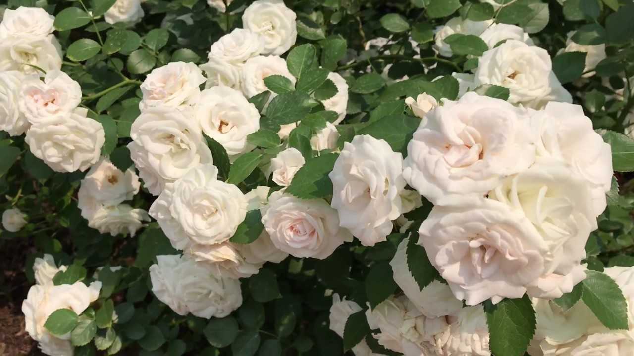 Описание и характеристики декоративного сорта розы аспирин из группы флорибунда