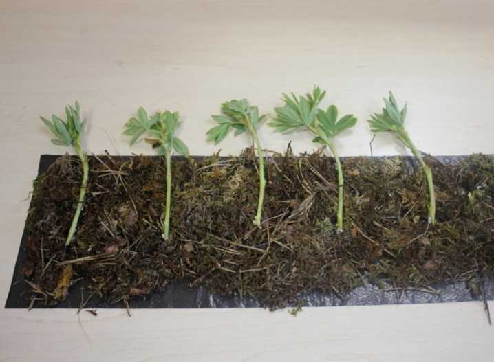 Как размножается антуриум: черенками, листом, укоренение отростков