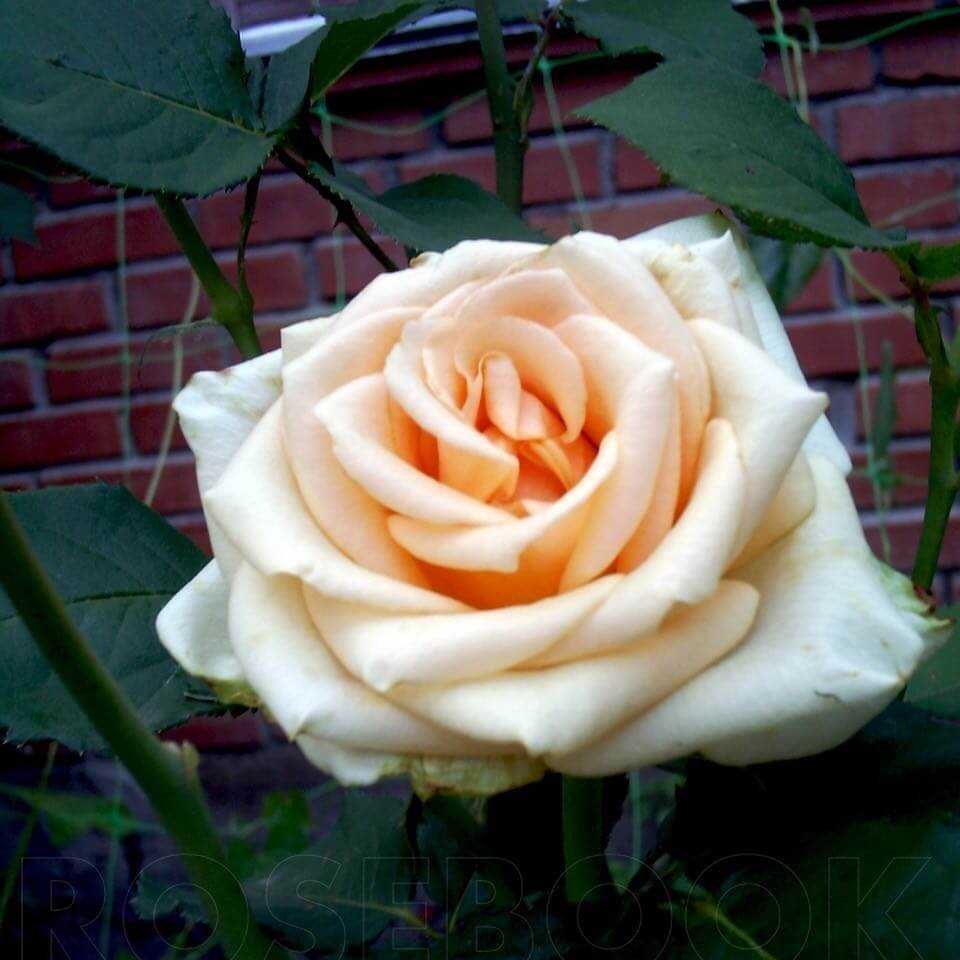 Роза гольдэльзе (goldelse) — что это за сорт флорибунда