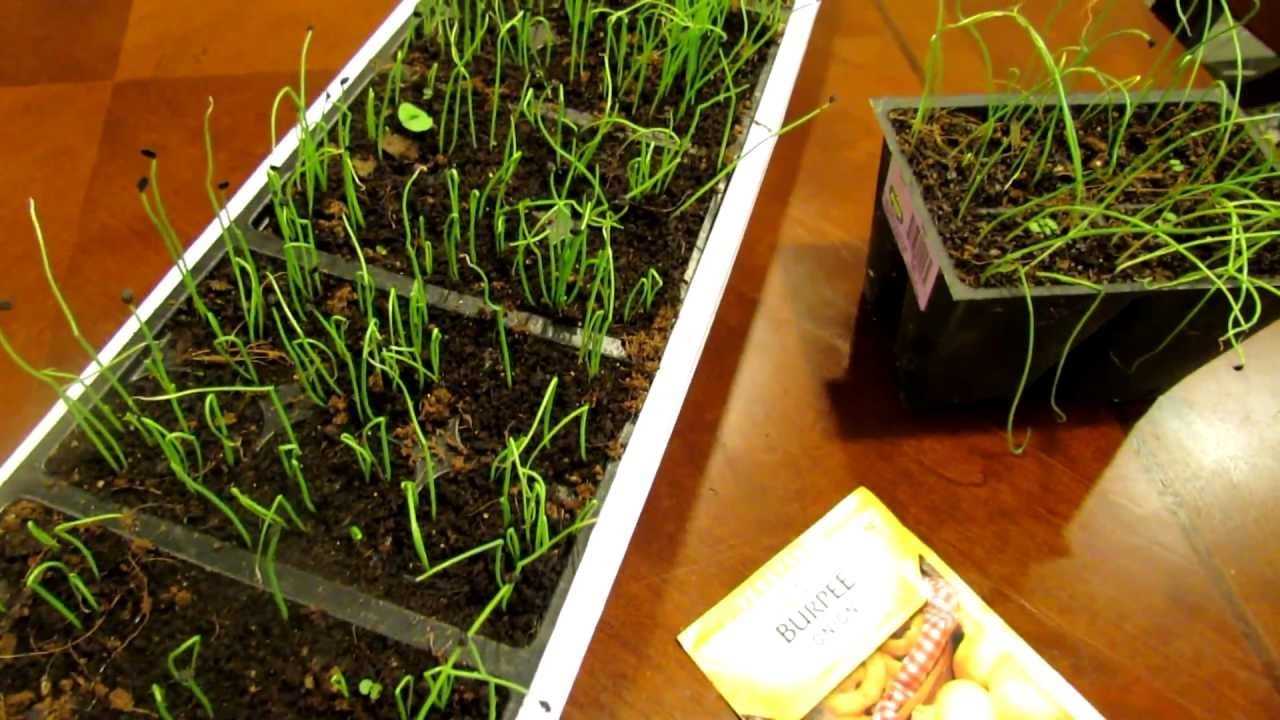 Колокольчик — выращивание из семян, когда сажать - домоводство  - медиаплатформа миртесен