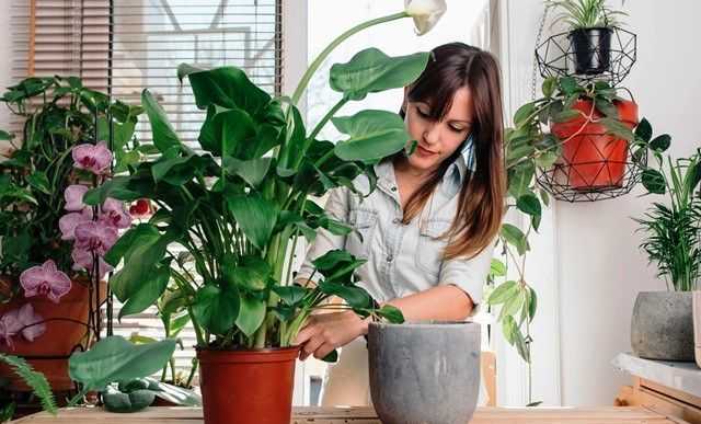 Когда пересаживать комнатные растения: основные правила и советы