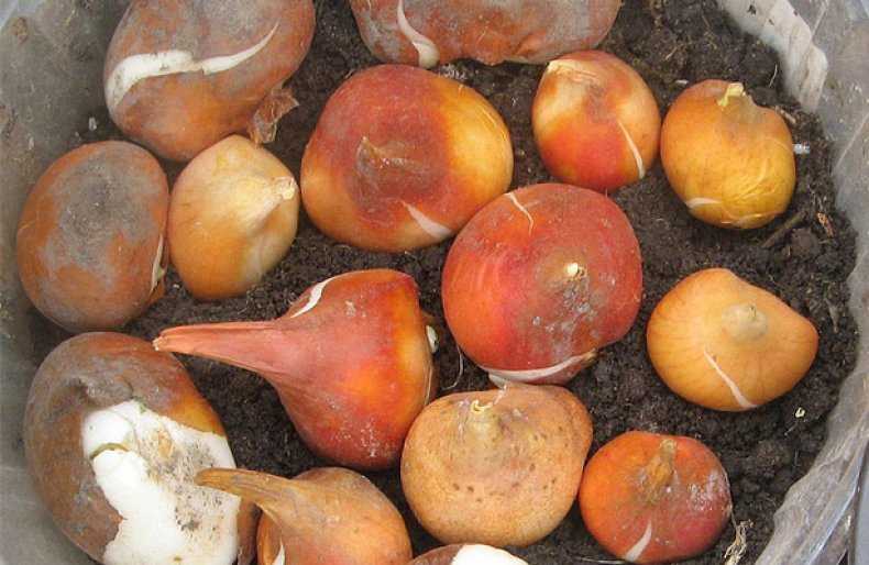 Луковицы тюльпанов — как хранить