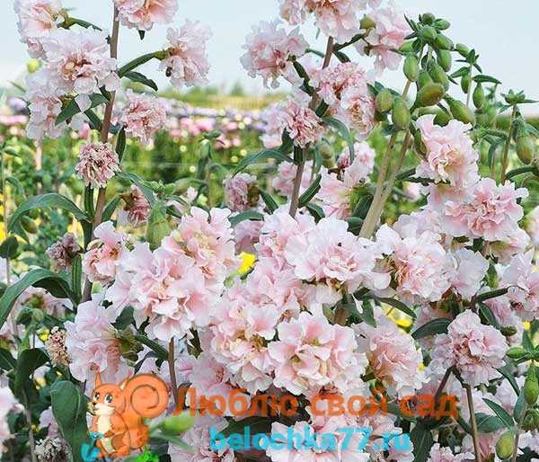 Кларкия изящная (43 фото): выращивание «смеси окрасок» кларкии ноготковой. как посадить семена цветка на клумбе? уход в домашних условиях