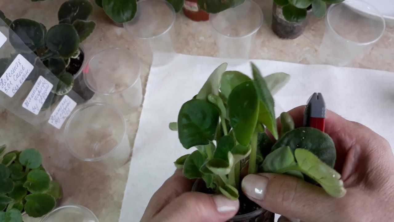 Размножение фиалки из листа (29 фото): как размножить сенполию листом в домашних условиях пошагово? как посадить и укоренить лист?