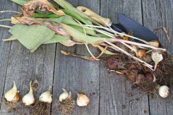 Как сохранить луковицы тюльпанов. как хранить луковицы тюльпанов зимой: этапы работ и условия | дачная жизнь