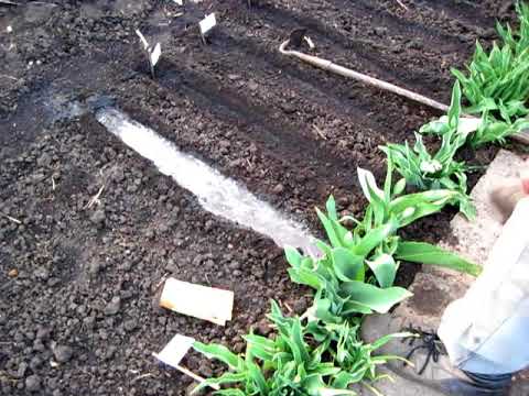 Дармера или пельтифиллум выращивание. дармера в дизайне сада