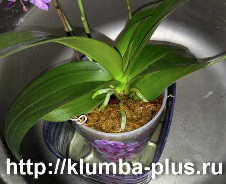 Как нарастить корни у орхидеи фаленопсис: рекомендации, как спасти растение и способы реанимации цветка в воде и над ней, а также последующий уход за любимцем selo.guru — интернет портал о сельском хозяйстве