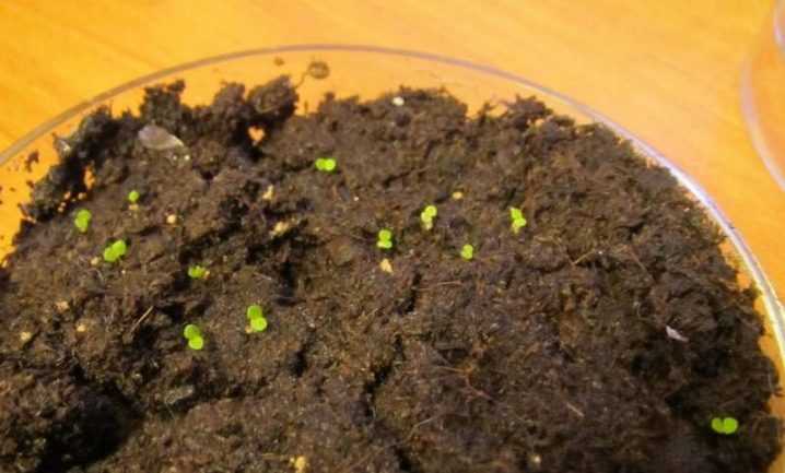 Как вырастить бегонию из семян в домашних условиях