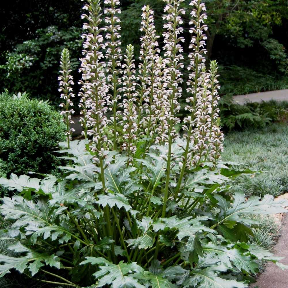 Горечавка – травянистое многолетнее растение для открытого грунта: описание и фото, посадка и уход за цветком