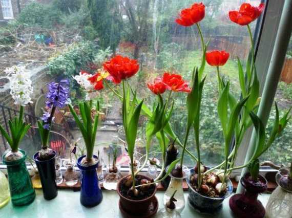 Когда посадить тюльпаны к 8 марта в домашних условиях