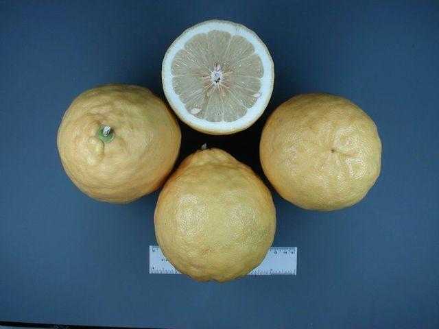 Лимон пандероза: описание сорта и уход в домашних условиях, как укоренить черенок