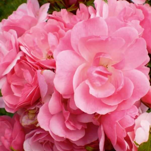Полиантовые розы - что это такое, фото и описание