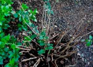 Гортензия древовидная в саду: личный опыт по выращиванию