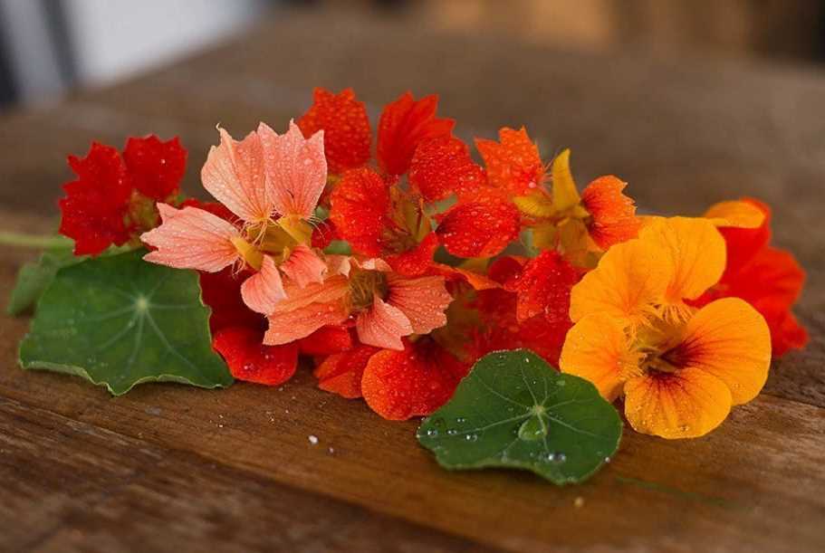 Цветок настурция: посадка и уход в открытом грунте, фото настурции, выращивание настурции из семян