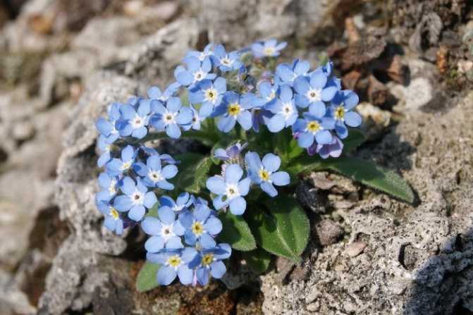Цветок незабудка: описание, виды, особенности посадки