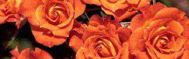 Роза голден селебрейшен: описание, отзывы, фото сорта, уход