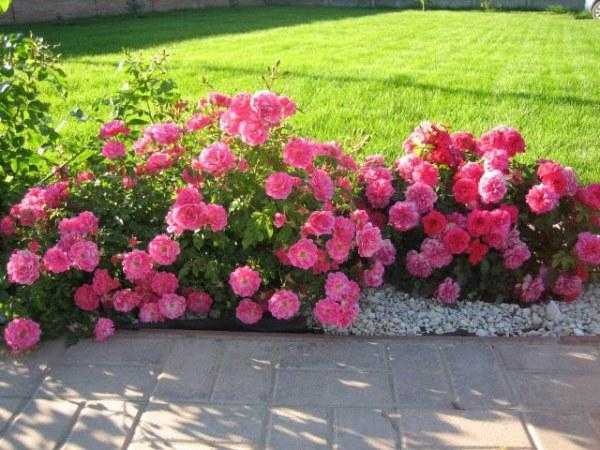 Почвопокровные розы в саду: посадка и выращивание, сорта, видео