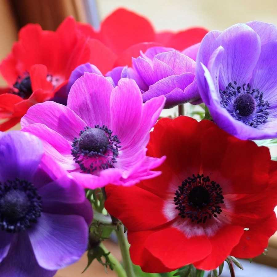 Анемона: фото цветов-многолетников, посадка и выращивание анемоны из семян и клубней
