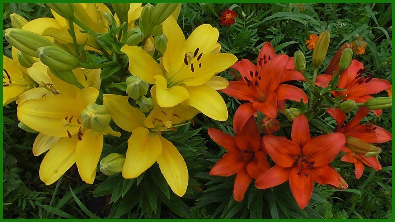 Подкормка лилий весной и летом – внесение удобрений + видео