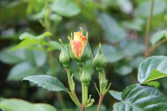 Особенности посадки, выращивание и уход за садовыми розами в саду