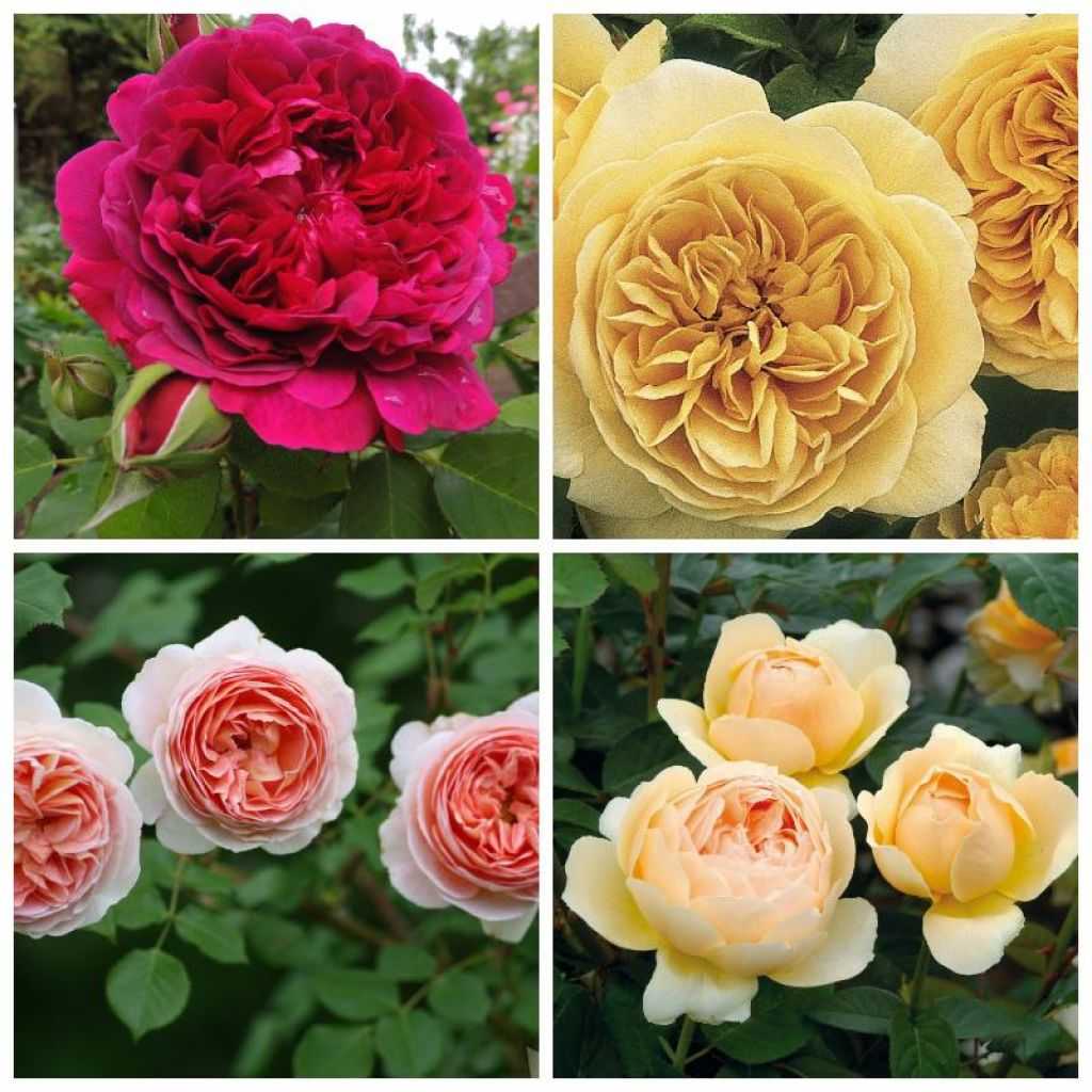 Лучшие сортовые цветы от дэвида остина: описание роз, плетистые разновидности