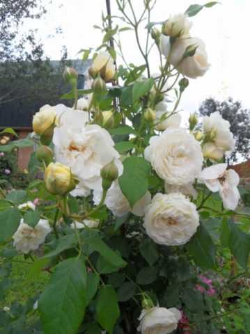 О розе клэр остин (claire austin): описание и характеристики сорта роз